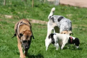 Mein lieber Zeus ( leider schon Tot ), Rocky und Misi - beide noch Fit