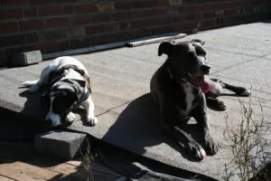 Rocky und Diema beim Sonnen