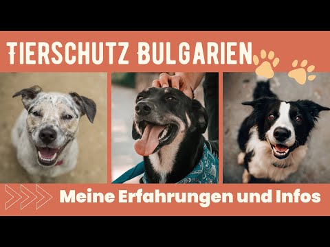 Tierschutz - Hunde Bulgarien 2