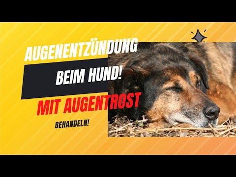 Augenentzündung Hund mit Augentrost behandeln 1