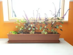 Eigene Kräuter im Haus züchten