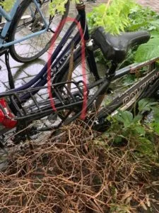 Bambustrieb wächst in Fahrrad