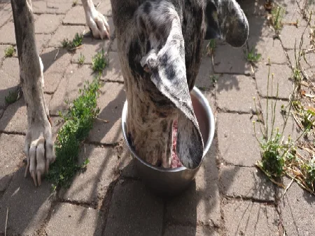 Hunde Gesund Barfen 10 Hund - Dogge beim Fressen