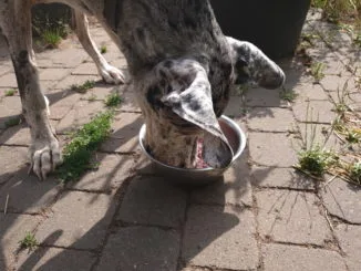 Hunde Gesund Barfen 2 Hund - Dogge beim Fressen