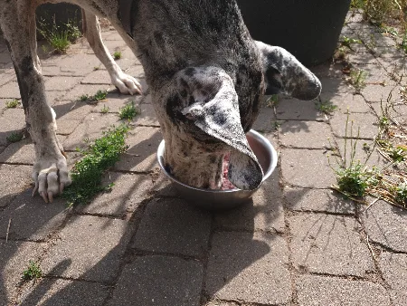 Hund - Dogge beim Fressen