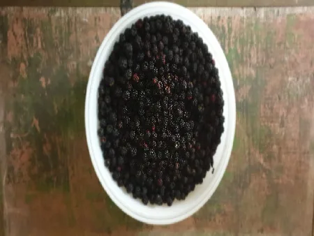 Superfood kostenlos aus Deutschland - schwarze Brombeeren! 2 Superfood kostenlos aus Deutschland - schwarze Brombeeren! 1
