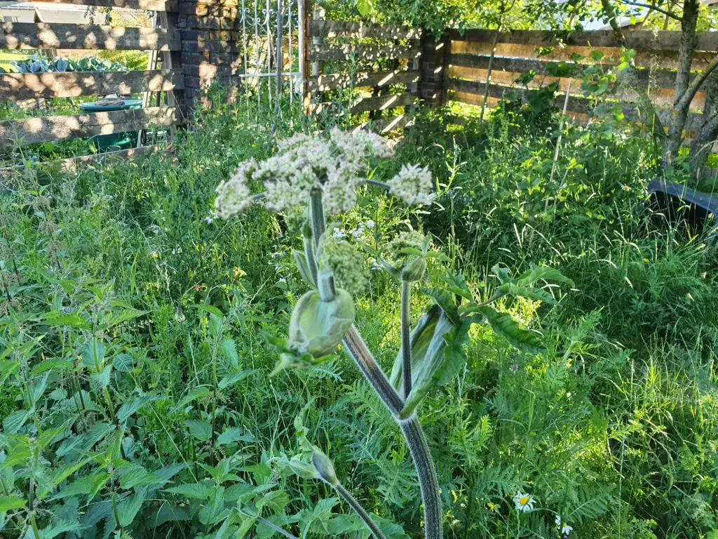 Wiesen-Bärenklau hier im Sommer 2020 auf unserer Wiese im Garten, gilt als Heilpfanze bei Atemwegsbeschwerden, wie Asthma und Husten, weiterhin bei Verdauungsbeschwerden z.b. Durchfall und Blähungen und auch bei Gelbsucht, Blasenentzündung und bei Nierensteine