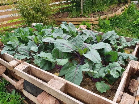 Hier ein Bild von unserem Kohl der sich im eigenen Hochbeet aus alten Europaletten sehr gut macht. Das Beet wurde nach Permakultur Vorgaben befüllt