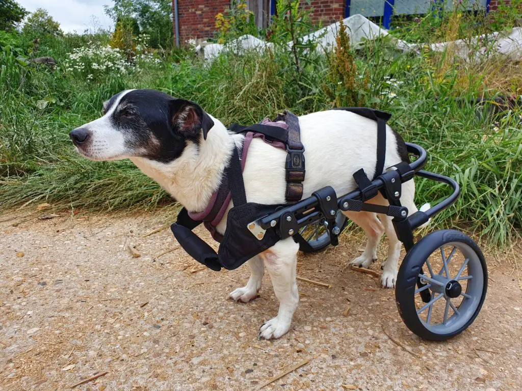 Hund Kreuzbandriss an 2 Hinterbeine/Knie 3 Jack Russel Rocky Rolli Rollwagen kaputtes Kreuzband