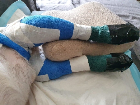 Rocky mit Verband nach Knie-Kreuzbandriss Operation an beiden Hinterläufe/Beine