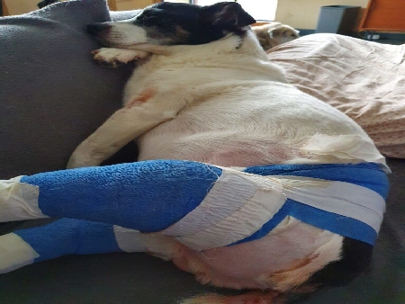 Hund Jack Russell nach Kreuzband Operation Verband