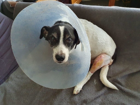 Hund auf dem Sofa nach Kreuzbandriss Operation mit Halstrichter
