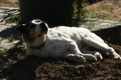 Passende - günstige Ferienwohnung in KALENBORN-SCHEUERN - Eifel mieten, Ferienhaus für Hund/e!