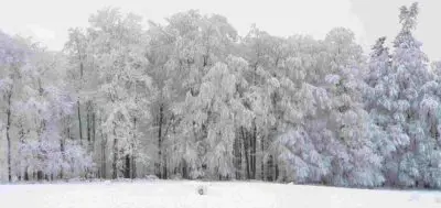 Gefrorene Bäume Eifel Winter Schnee Gefrorene Bäume Eifel Winter Schnee
