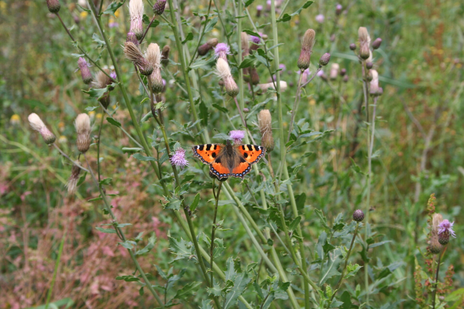Schmetterling (Kleiner Fuchs) im Naturgarten Distel