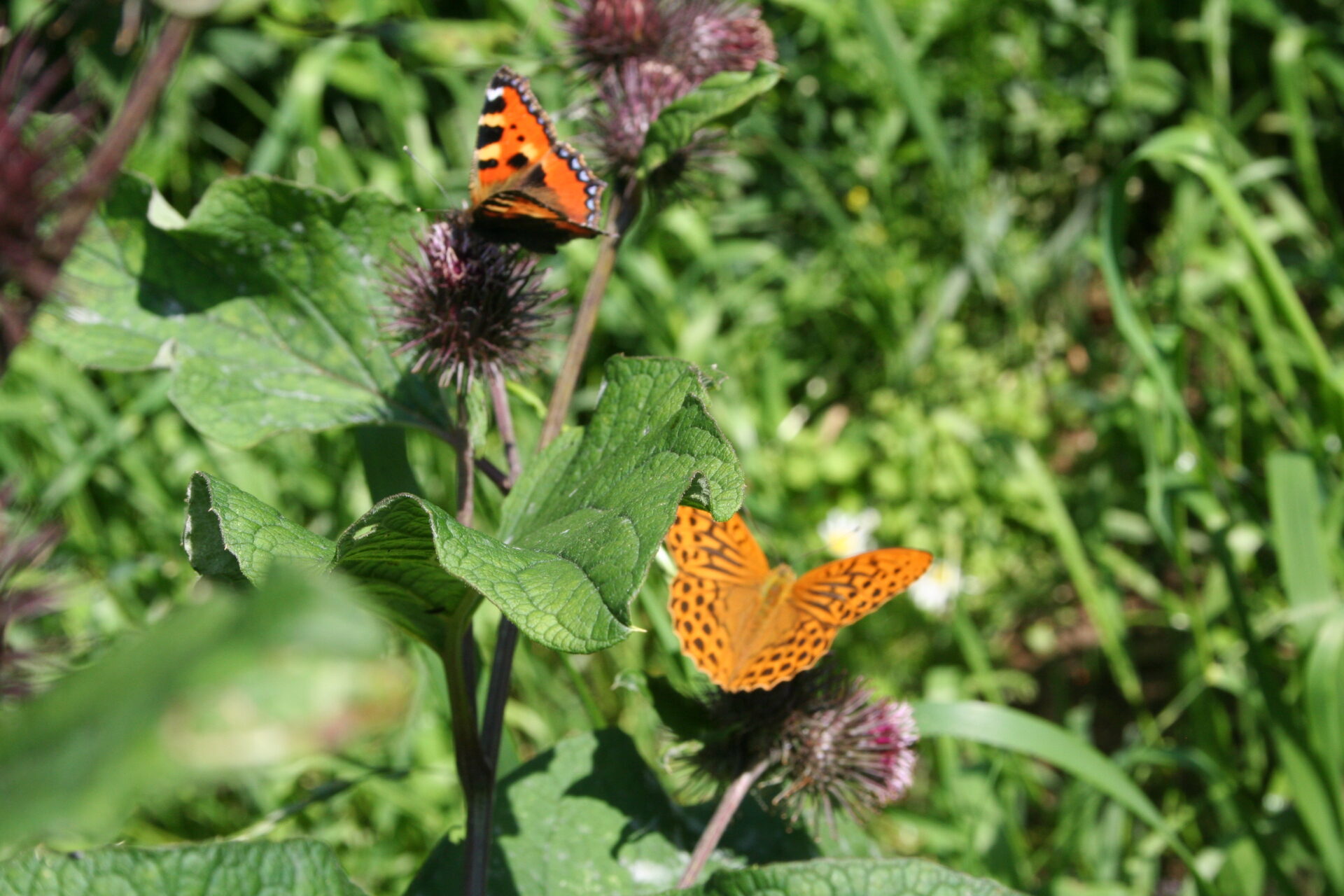 Zwei Schmetterlinge auf Klettenblüte (kleiner Fuchs und Kaisermantel)