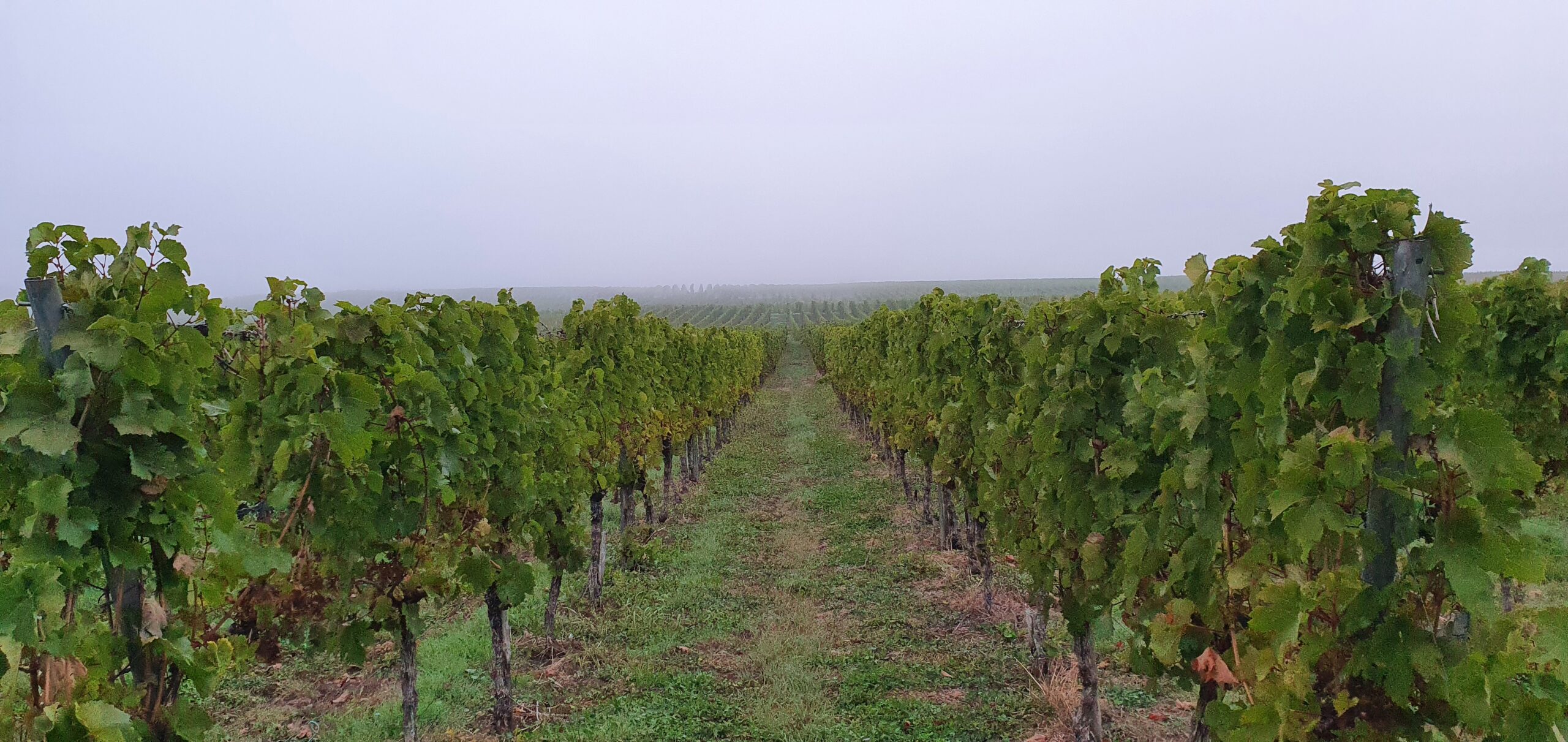 Weinberge Zelle Mosel Hunde Spaziergang Weinberge Zelle Mosel Hunde Spaziergang