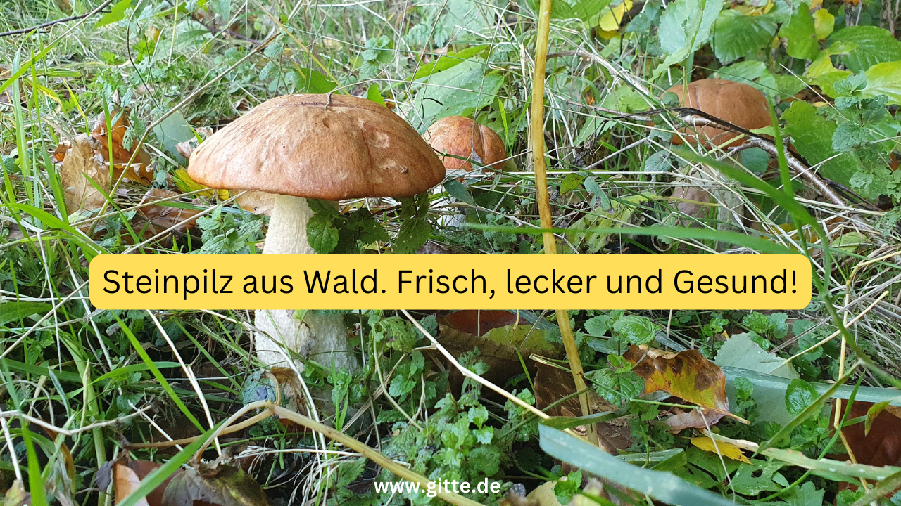 Steinpilz aus Wald. Frisch, lecker und Gesund!