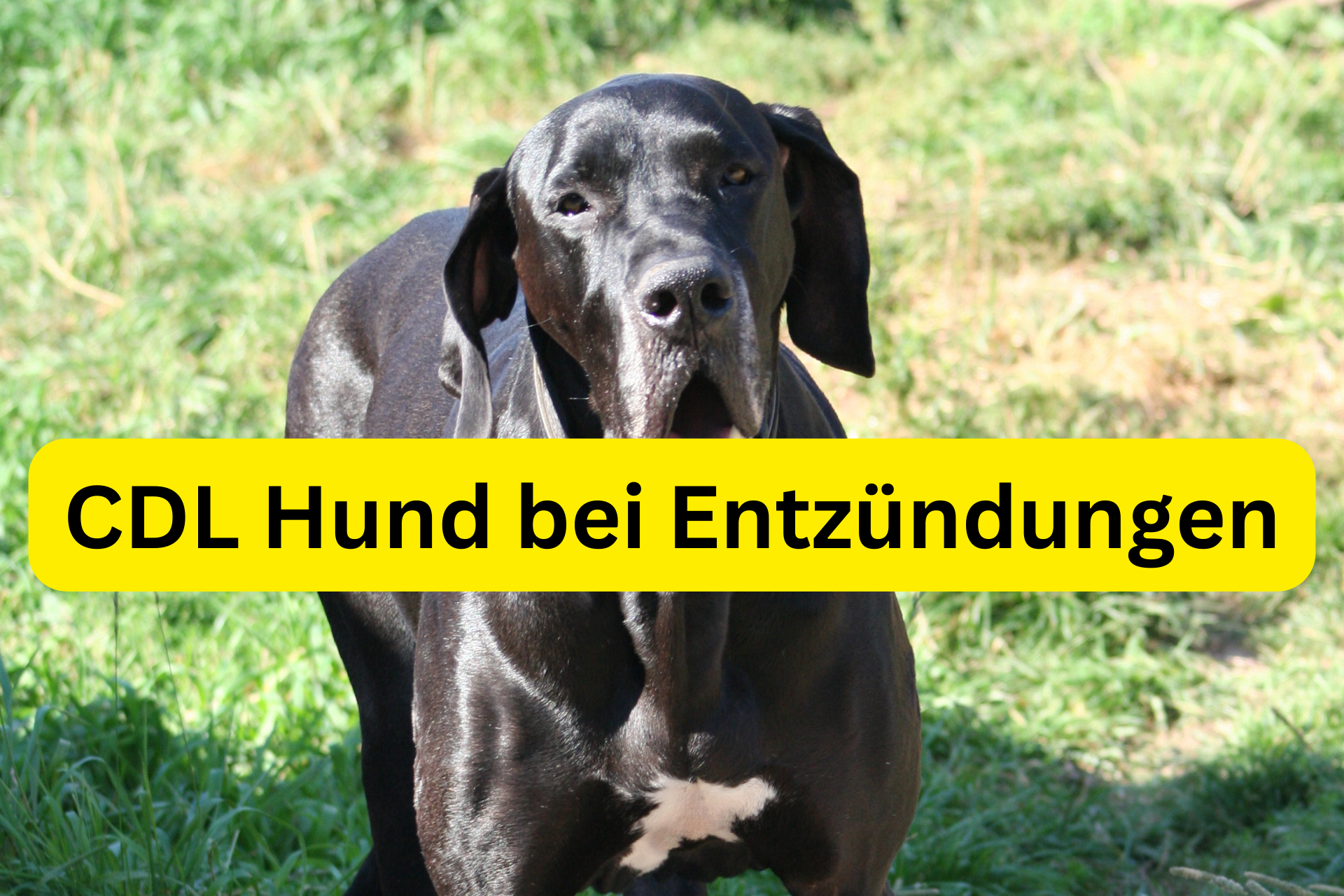 CDL Hund bei Entzündungen