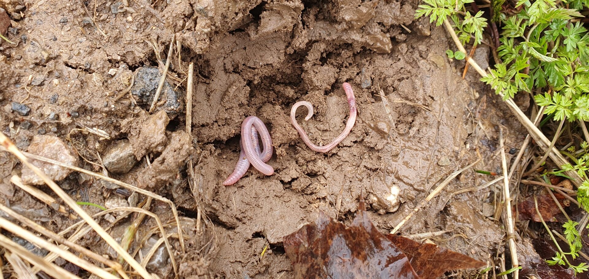 Regenwürmer retten, helfen: Ein persönlicher Einsatz 4 Regenwurm im Erdreich
